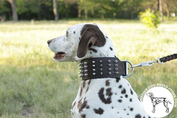 Dalmatian leather leash of high quality with riveted hardware for daily activity