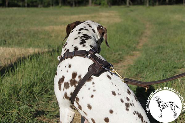 Dalmatian leather leash with non-corrosive brass plated hardware for quality control