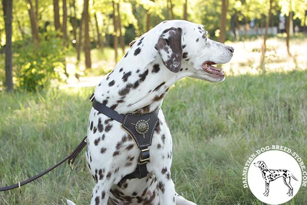 Dalmatian leather leash with rust-resistant hardware for improved control