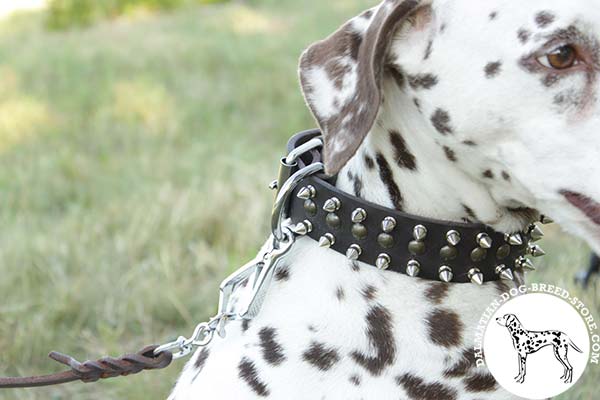 Dalmatian leather leash of genuine materials with nickel plated hardware for quality control