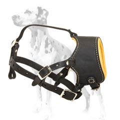 Dalmatian incredibly durable muzzle