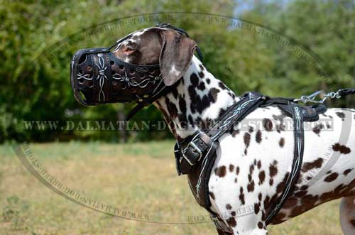 Dalmatian perfect painted muzzle