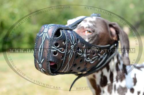 Dalmatian excellent painted muzzle