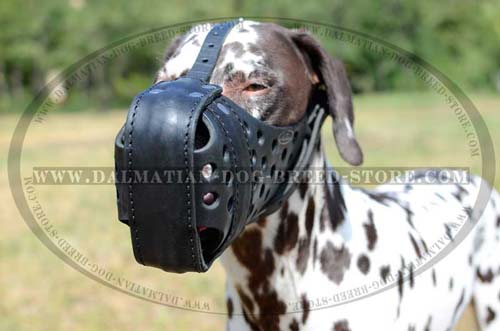 Dalmatian excellent leather muzzle
