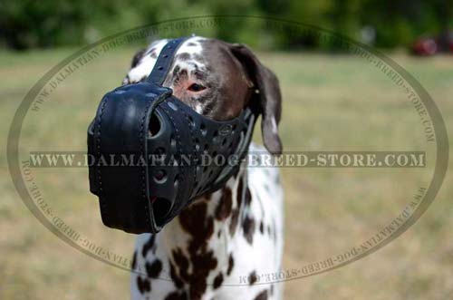 Dalmatian perfect leather muzzle