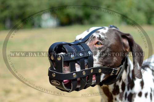 Dalmatian durable leather muzzle