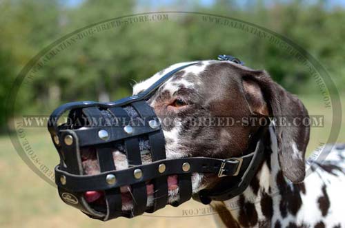 Dalmatian chic leather muzzle