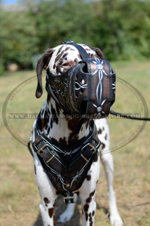 Dalmatian quality leather muzzle