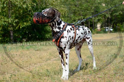 Dalmatian excellent painted muzzle