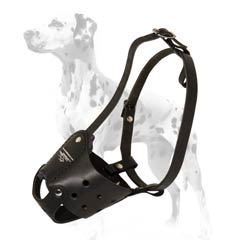 Well-fitting Dalmatian muzzle