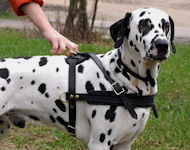 Tracking/PullingLeather Dog Harness For Dalmatian