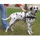 Multi-tasking Royal Leather Dog Harness for Dalmatian