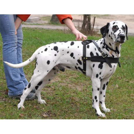 is dalmatian a dangerous dog