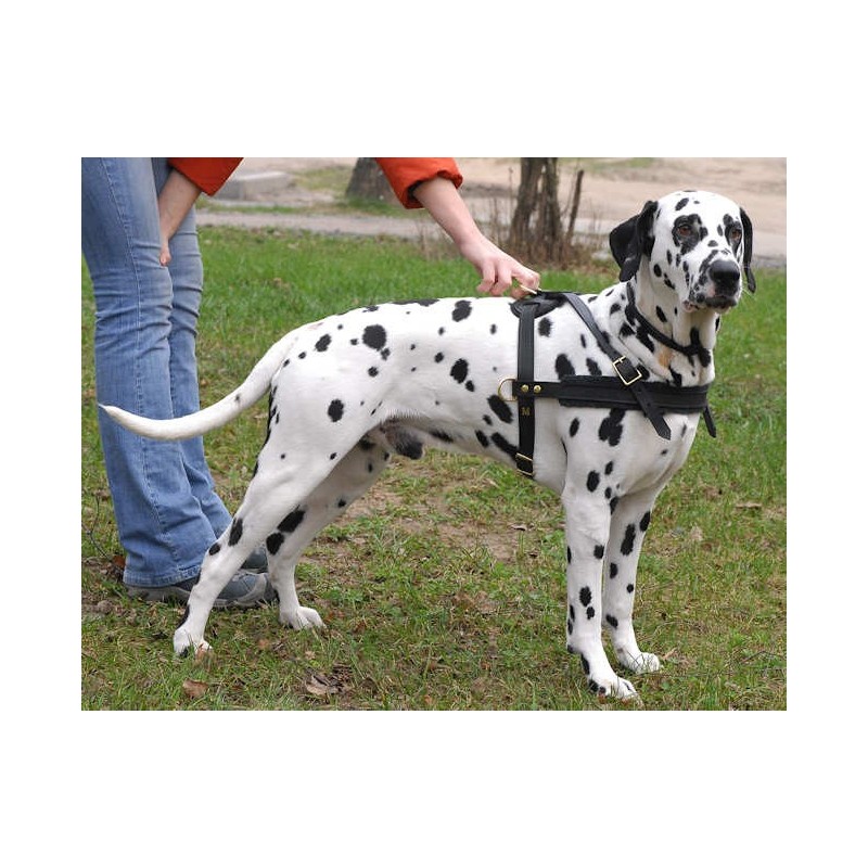 Multitasking Royal Leather Dog Harness for Dalmatian