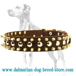 Royal Leather Spiked and Studded Dog Collar for Dalmatian breed