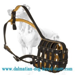 Neatly made Dalmatian royal leather dog muzzle