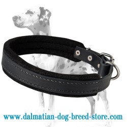 Super Strong Padded Leather Dalmatian dog collar