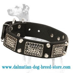 Warlike Dalmatian Dog Collar with Exclusive Adornment