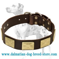 Awesome handicraft of leather dog collar adorned with brass plates for Dalmatian breed