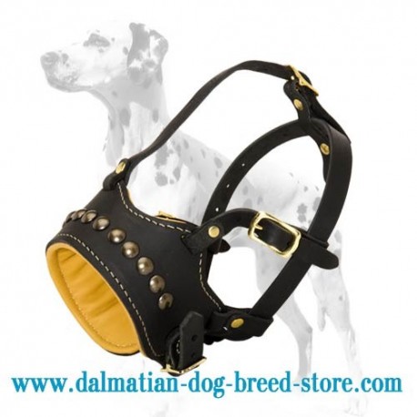 Fashionable studded leather dog muzzle for Dalmatian