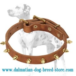 Spiky dog collar for Dalmatian breed