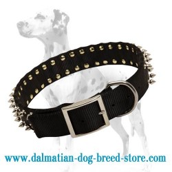 Dalmatian budget nylon dog collar with nickel spikes