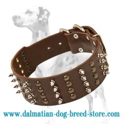Fashionable Leather Dalmatian Dog Collar with 4 rows of nickel spikes and brass studs