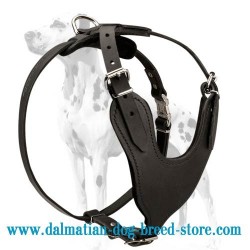 Easy in use Y-shaped leather dog harness for Dalmatian breed