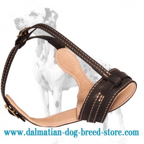 Splendid Dalmatian Dog Muzzle with Interior Padding