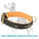 Dalmatian Nappa Padded Braided Leather Dog Collar