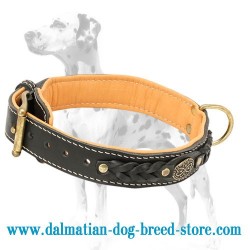 Dalmatian Nappa Padded Braided Leather Dog Collar