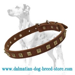 Elegant Dalmatian collar of excellent quality