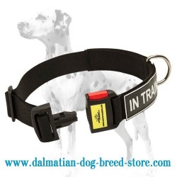 Dog identification collar for Dalmatian breed