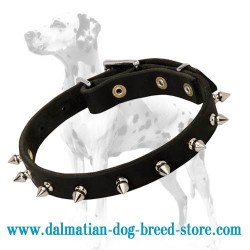 Nice and practical leather collar for Dalmatian
