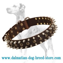 Dalmatian collar with unusual design