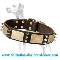 Splendid Design War Dog Leather Dalmatian Collar with Old-look Brass Plates and Nickel Spikes
