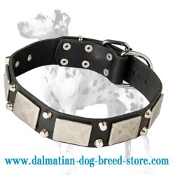 Stylish War Dog Leather Dog Collar with Nickel Fittings for Dalmatian Breed