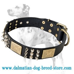 Unique Leather Dalmatian Dog Collar with Charming Plates, Studs and Spikes