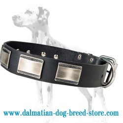 Amazing Leather Dalmatian Dog Collar with Nickel Plates