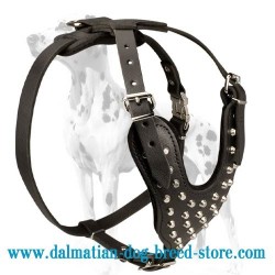 Dalmatian Wide Straps Leather Dog Harness With Silver-Color Pyramids