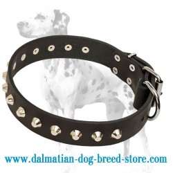 Dalmatian Leather Dog Collar with Nickel-Plated Pyramids "Daily Elegance"