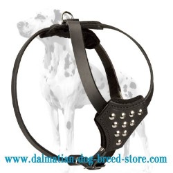 Best Controlling Dalmatian Puppy Dog Harness