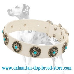 'Fancy Outfit' Dalmatian Leather Dog Collar