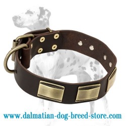 'New Style' Dalmatian Dog Collar with Massive Plates