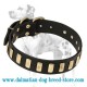 Dalmatian Breed Stylish Leather Dog Collar with Vertical Brass Plates