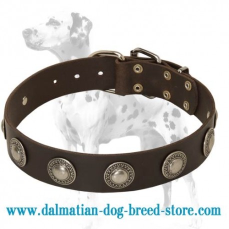 Gorgeous Wide Leather Dog Collar with Silver-like Conchos
