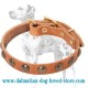 'Brass Circles' Dalmatian Dog Collar
