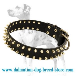 'Unveiled Luxury' Dalmatian Dog Collar