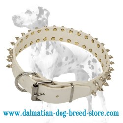 'White Rose' Dalmatian Dog Collar