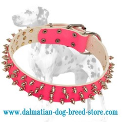 'Spiked Holiday' Dalmatian Dog Collar (Pink)